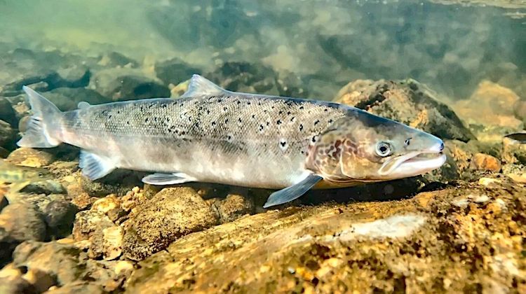 INTERDICTION – La pêche au saumon reste fermée sur le bassin de l’Adour